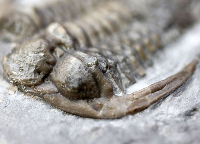 ベリーベリーレア！北米産三葉虫コレクターに朗報！メガサイズ（６５ミリ）の個体ほか４体のエオセラウルス（Eoceraurus sp.）が鎮座したマルチプレート化石（その4）