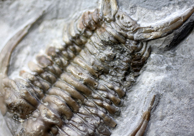 ベリーベリーレア！北米産三葉虫コレクターに朗報！メガサイズ（６５ミリ）の個体ほか４体のエオセラウルス（Eoceraurus sp.）が鎮座したマルチプレート化石（その5）