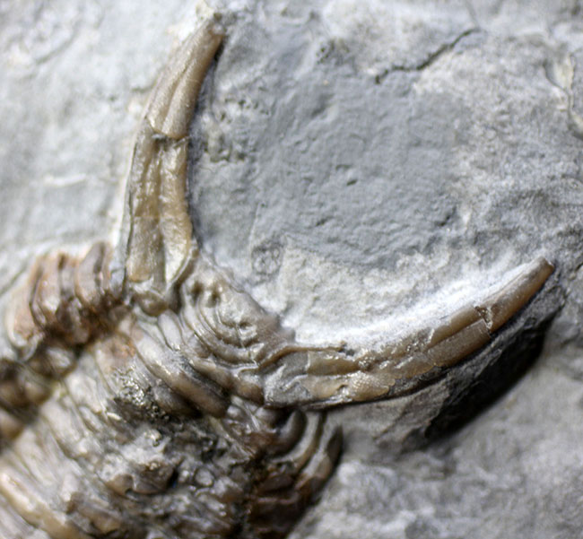 ベリーベリーレア！北米産三葉虫コレクターに朗報！メガサイズ（６５ミリ）の個体ほか４体のエオセラウルス（Eoceraurus sp.）が鎮座したマルチプレート化石（その6）