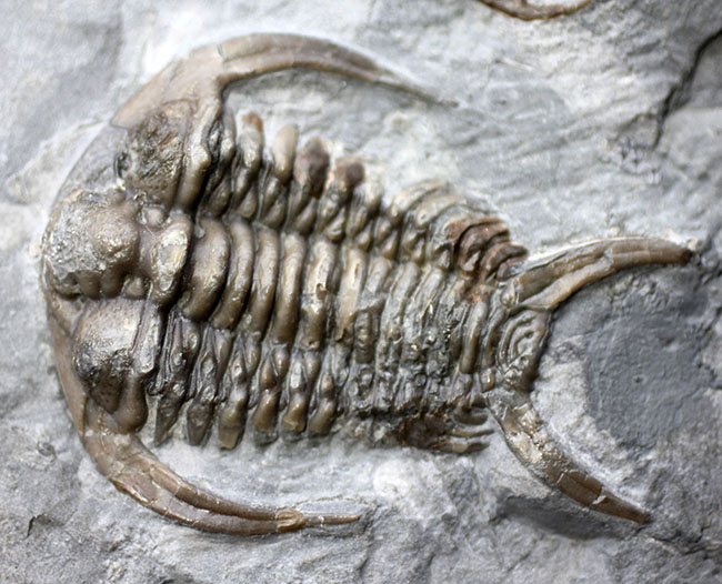 ベリーベリーレア！北米産三葉虫コレクターに朗報！メガサイズ（６５ミリ）の個体ほか４体のエオセラウルス（Eoceraurus sp.）が鎮座したマルチプレート化石（その8）
