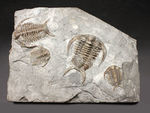 ベリーベリーレア！北米産三葉虫コレクターに朗報！メガサイズ（６５ミリ）の個体ほか４体のエオセラウルス（Eoceraurus sp.）が鎮座したマルチプレート化石