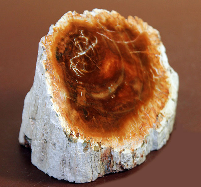 木の上　エオカルカリア 針葉樹アラウカリアと思しき針葉樹の珪化木。コンパクトサイズながら