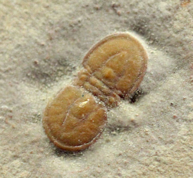 三葉虫から除外されるべき!?他の三葉虫と根本的に大きく異なったペロノプシス(Peronopsis interstricta)の良質標本(その1)