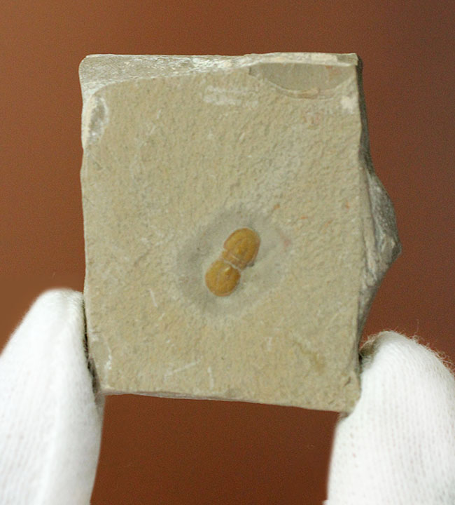 三葉虫から除外されるべき!?他の三葉虫と根本的に大きく異なったペロノプシス(Peronopsis interstricta)の良質標本(その2)