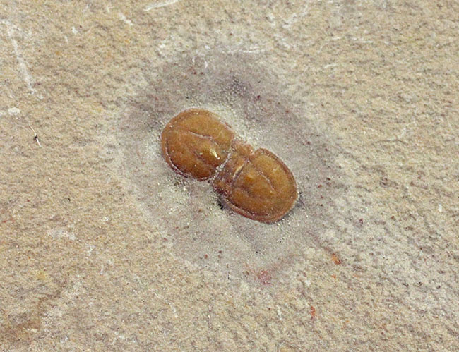 三葉虫から除外されるべき!?他の三葉虫と根本的に大きく異なったペロノプシス(Peronopsis interstricta)の良質標本(その3)