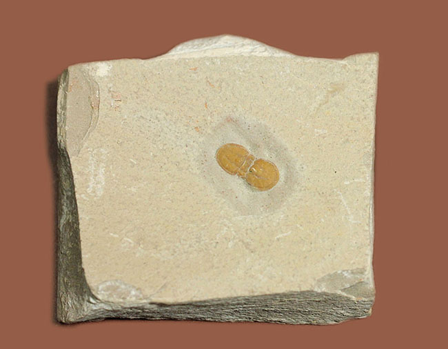 三葉虫から除外されるべき!?他の三葉虫と根本的に大きく異なったペロノプシス(Peronopsis interstricta)の良質標本(その4)