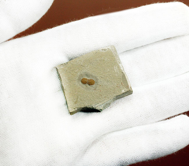 三葉虫から除外されるべき!?他の三葉虫と根本的に大きく異なったペロノプシス(Peronopsis interstricta)の良質標本(その5)
