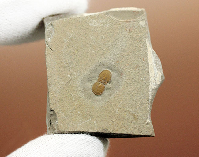 三葉虫から除外されるべき!?他の三葉虫と根本的に大きく異なったペロノプシス(Peronopsis interstricta)の良質標本(その7)