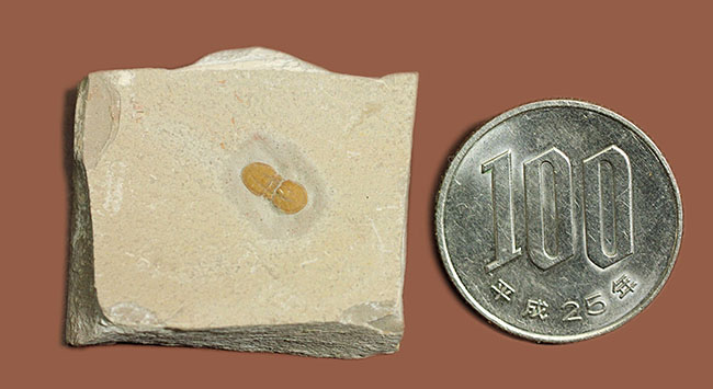 三葉虫から除外されるべき!?他の三葉虫と根本的に大きく異なったペロノプシス(Peronopsis interstricta)の良質標本(その8)