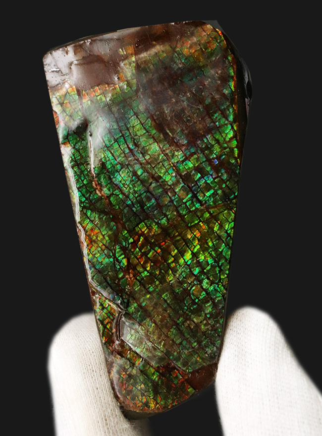 グリーンドラゴン、上質かつ大型!カナダ・アルバータ州産の宝石、アンモライト(Ammolite)のピース(その2)