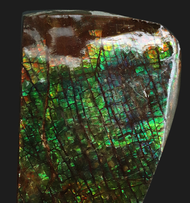 グリーンドラゴン、上質かつ大型!カナダ・アルバータ州産の宝石、アンモライト(Ammolite)のピース(その3)