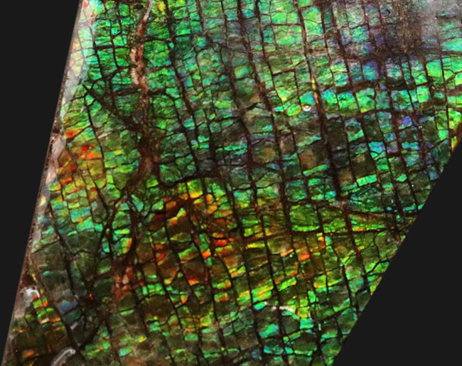 グリーンドラゴン、上質かつ大型!カナダ・アルバータ州産の宝石、アンモライト(Ammolite)のピース(その4)