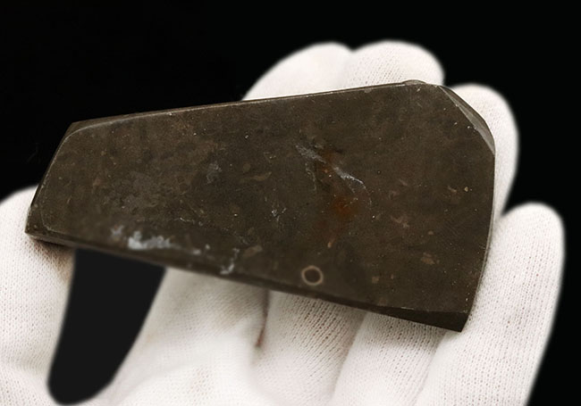 グリーンドラゴン、上質かつ大型!カナダ・アルバータ州産の宝石、アンモライト(Ammolite)のピース(その6)