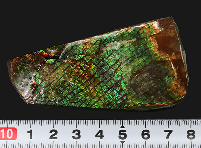 カナダ産 ハート型 アンモライトルース N210 カナダ産 ハート型 アンモライトルース N210