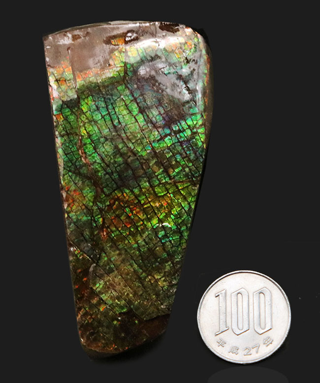 グリーンドラゴン、上質かつ大型!カナダ・アルバータ州産の宝石、アンモライト(Ammolite)のピース(その8)