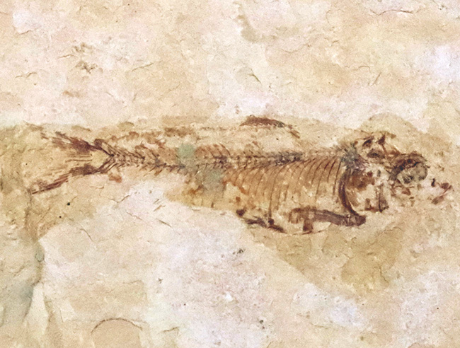 約5000万年前の淡水性の絶滅古代魚、ナイティア(Knightia)の化石(その1)