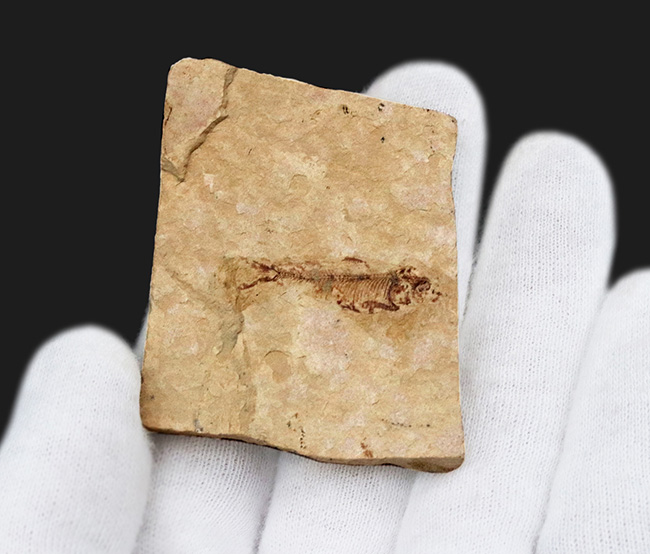 約5000万年前の淡水性の絶滅古代魚、ナイティア(Knightia)の化石(その2)