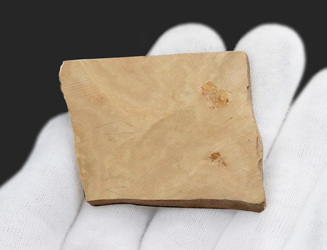 約5000万年前の淡水性の絶滅古代魚、ナイティア(Knightia)の化石(その3)