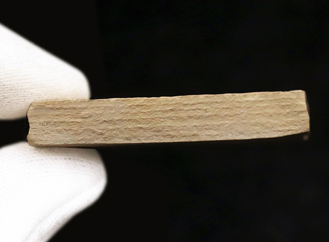 約5000万年前の淡水性の絶滅古代魚、ナイティア(Knightia)の化石(その4)