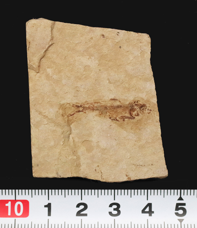 約5000万年前の淡水性の絶滅古代魚、ナイティア(Knightia)の化石(その5)