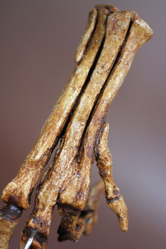 ヴェロキラプトルの左足のレプリカ（専用スタンド付き）（その2）