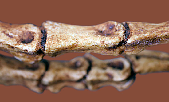 ヴェロキラプトルの左足のレプリカ（専用スタンド付き）（その8）