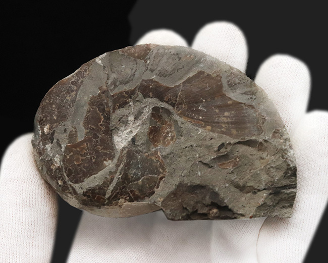 ボリューム感のある管が特徴的なアンモナイト、テトラゴニテス