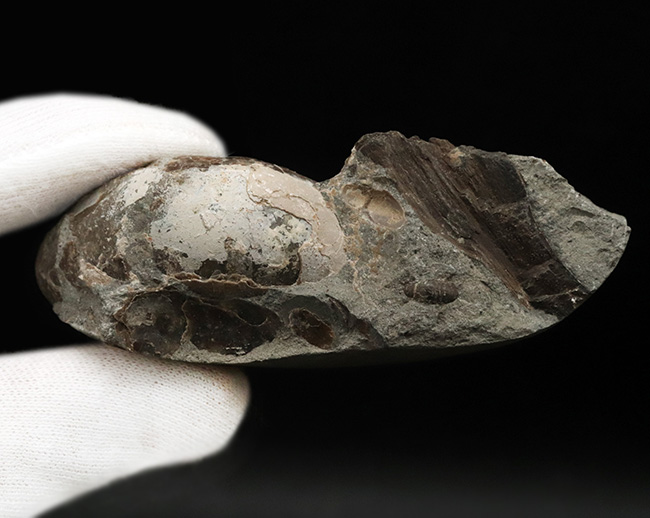 ボリューム感のある管が特徴的なアンモナイト、テトラゴニテス