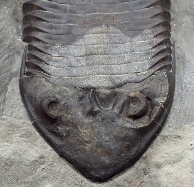 三葉虫のヘビーコレクターに捧げたい！この産地としては極めて上質な