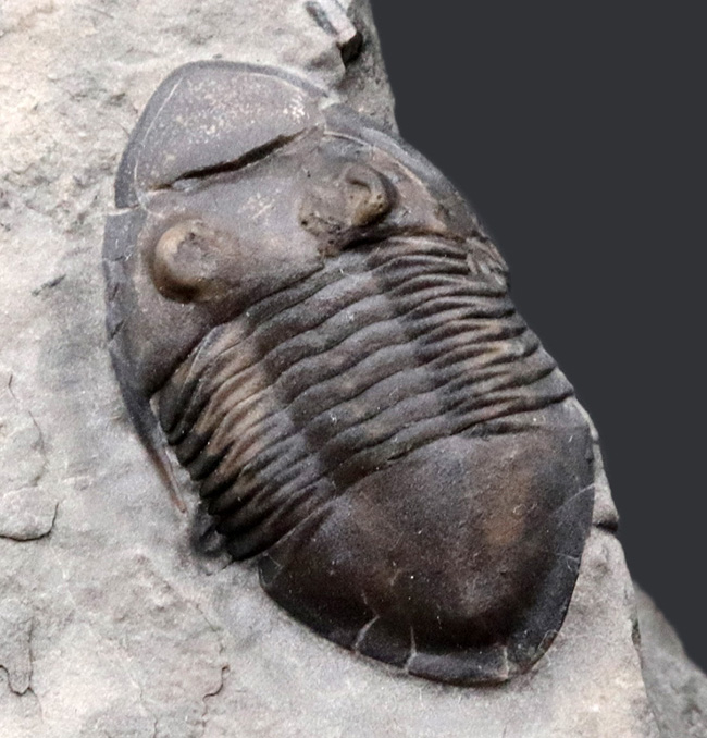 三葉虫のヘビーコレクターに捧げたい！この産地としては極めて上質な