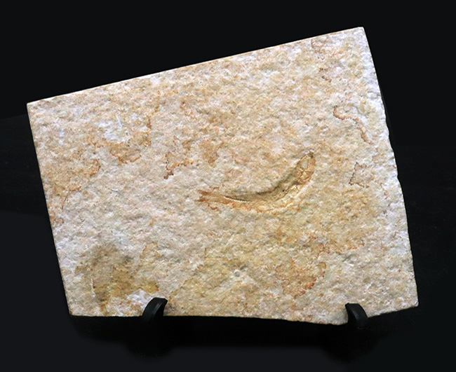 ドイツ・ゾルンフォーフェンより採集されたジュラ紀の古代魚、レプトレピス（Leptolepis）の化石（その1）