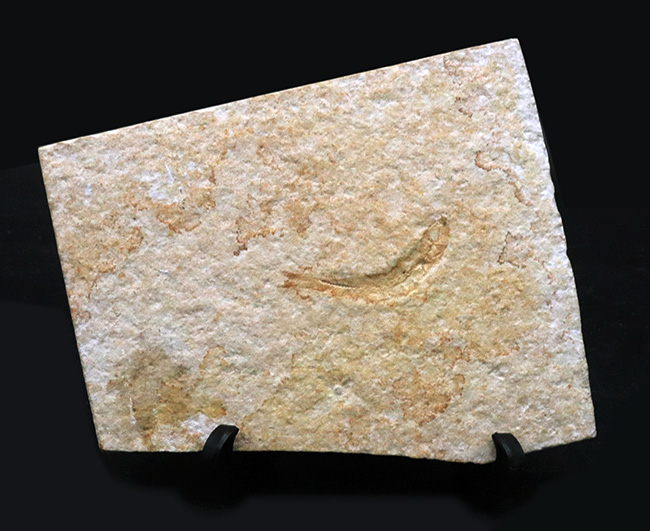 ドイツ・ゾルンフォーフェンより採集されたジュラ紀の古代魚、レプトレピス(Leptolepis)の化石(その1)