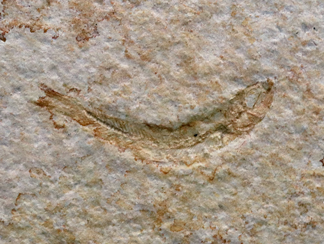 ドイツ・ゾルンフォーフェンより採集されたジュラ紀の古代魚、レプトレピス（Leptolepis）の化石（その2）