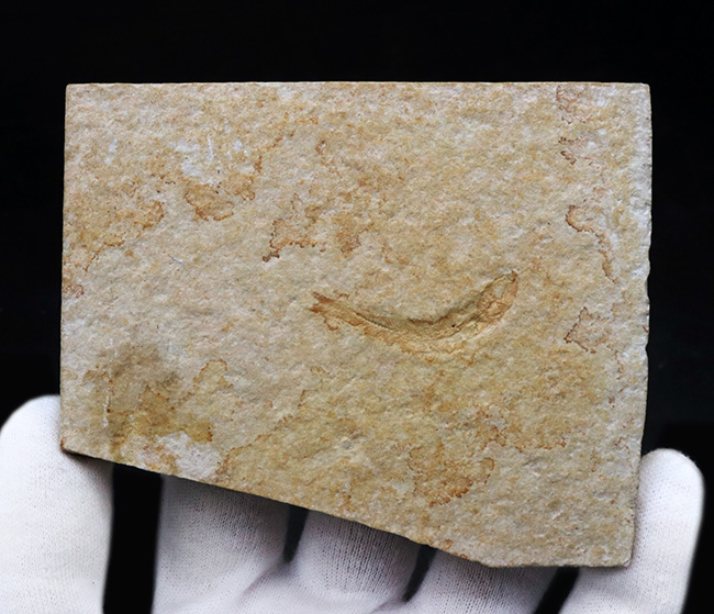 ドイツ・ゾルンフォーフェンより採集されたジュラ紀の古代魚、レプトレピス（Leptolepis）の化石（その3）