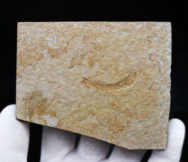 ドイツ・ゾルンフォーフェンより採集されたジュラ紀の古代魚、レプトレピス(Leptolepis)の化石(その3)