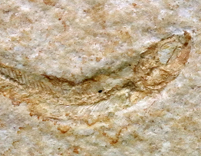 ドイツ・ゾルンフォーフェンより採集されたジュラ紀の古代魚、レプトレピス(Leptolepis)の化石(その4)