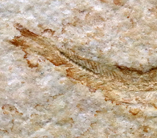 ドイツ・ゾルンフォーフェンより採集されたジュラ紀の古代魚、レプトレピス(Leptolepis)の化石(その5)
