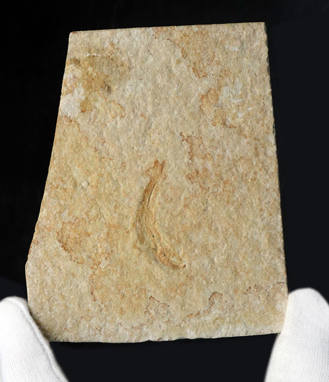 ドイツ・ゾルンフォーフェンより採集されたジュラ紀の古代魚、レプトレピス（Leptolepis）の化石（その6）