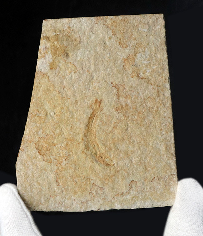 ドイツ・ゾルンフォーフェンより採集されたジュラ紀の古代魚、レプトレピス(Leptolepis)の化石(その6)