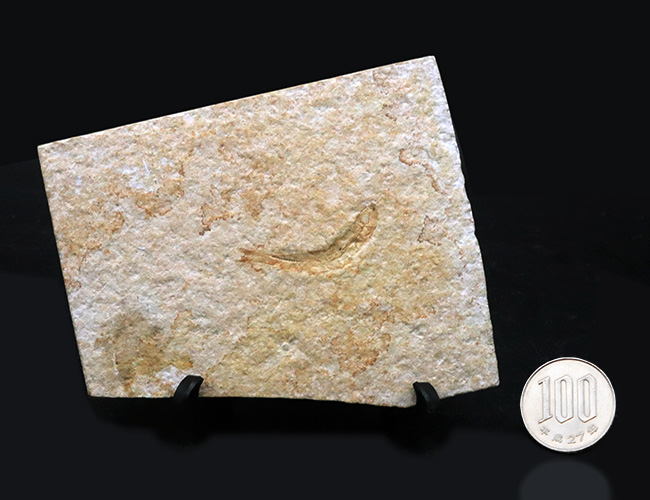 ドイツ・ゾルンフォーフェンより採集されたジュラ紀の古代魚、レプトレピス（Leptolepis）の化石（その9）
