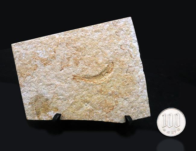 ドイツ・ゾルンフォーフェンより採集されたジュラ紀の古代魚、レプトレピス(Leptolepis)の化石(その9)