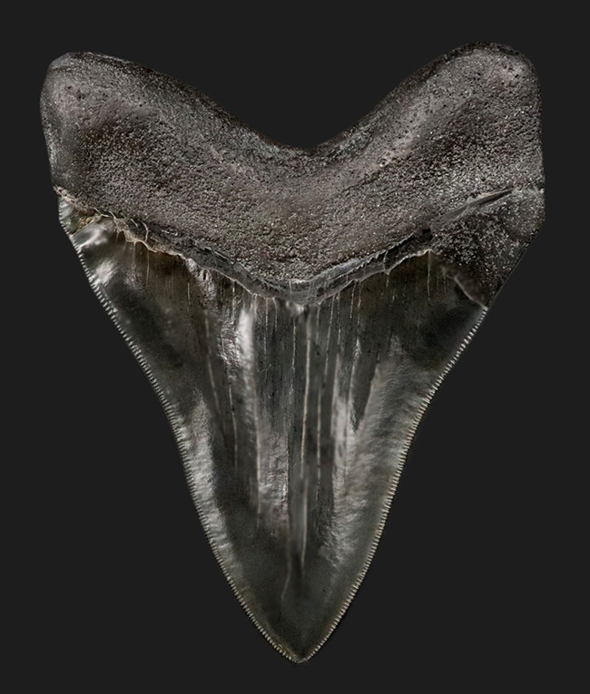 極めて上等な保存状態！圧巻の鋭いセレーション！これぞコレクショングレード！メガロドン（Carcharocles megalodon）の歯化石（その1）