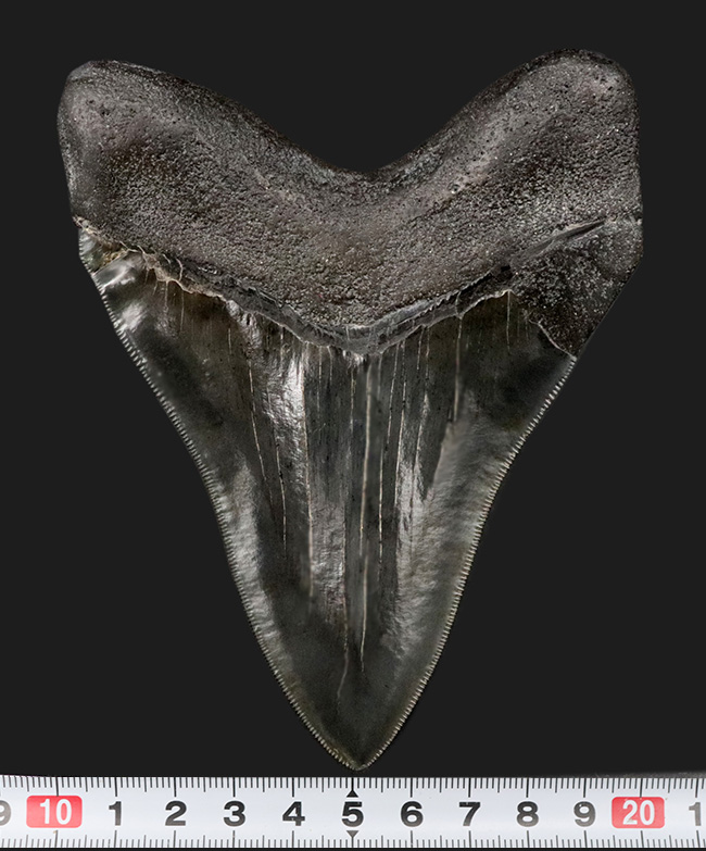 極めて上等な保存状態！圧巻の鋭いセレーション！これぞコレクショングレード！メガロドン（Carcharocles megalodon）の歯化石（その13）