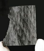 ウロコのような樹皮の模様にご注目！コレクション性高し！米国ペンシルバニア州産植物化石、レピドデンドロン（Lepidodendron）化石