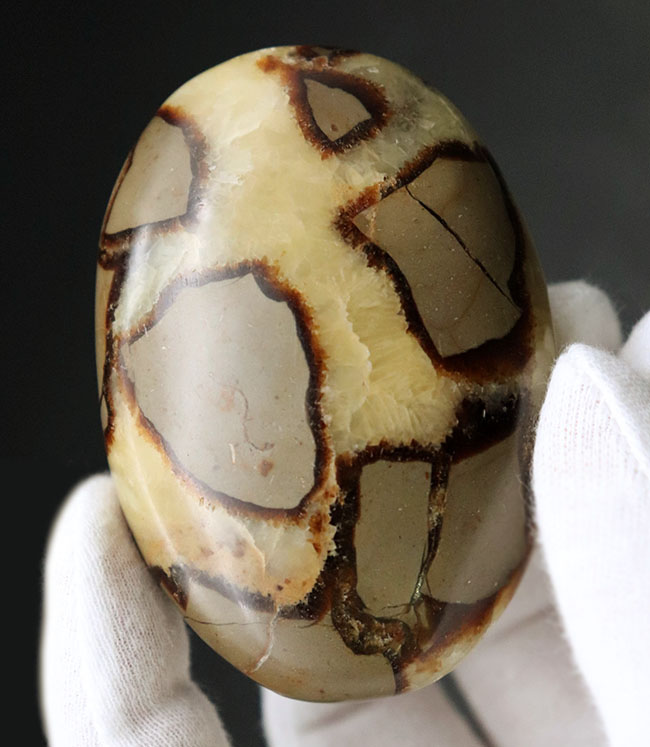 その生成過程に諸説あり、謎多き、そして美しき鉱物、イエローセプタリアン(Yellow septarian)のハンドポリッシュ標本(その3)