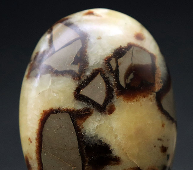 その生成過程に諸説あり、謎多き、そして美しき鉱物、イエローセプタリアン(Yellow septarian)のハンドポリッシュ標本(その4)