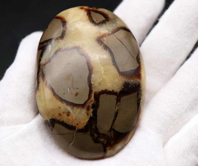 その生成過程に諸説あり、謎多き、そして美しき鉱物、イエローセプタリアン(Yellow septarian)のハンドポリッシュ標本(その6)