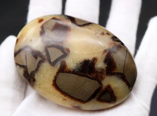 その生成過程に諸説あり、謎多き、そして美しき鉱物、イエローセプタリアン(Yellow septarian)のハンドポリッシュ標本(その7)