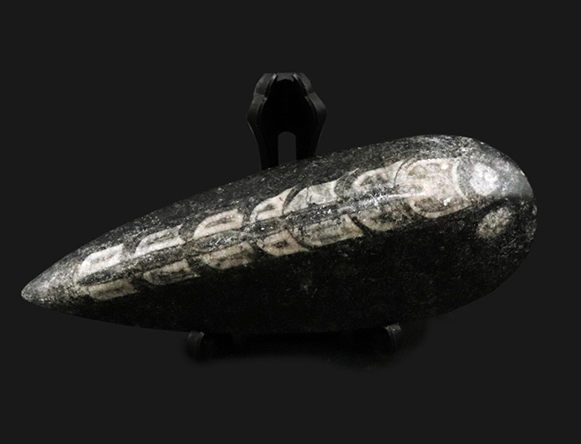 アンモナイトの祖先、まっすぐなタイプも存在した!頭足類、オルソセラス(Orthoceras)の化石(その1)