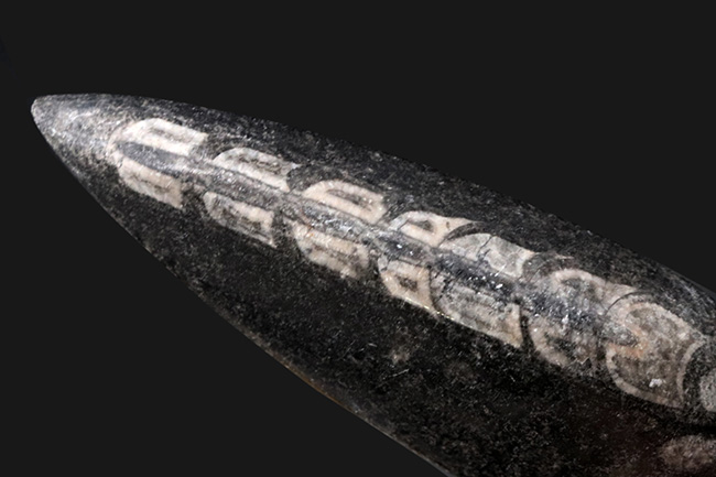 アンモナイトの祖先、まっすぐなタイプも存在した!頭足類、オルソセラス(Orthoceras)の化石(その2)